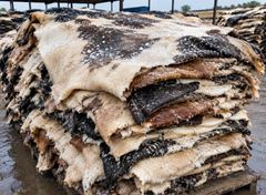 Wet-Salted Cow Hides - Image 2